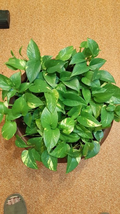 Продам 6000 тенге г.Семей