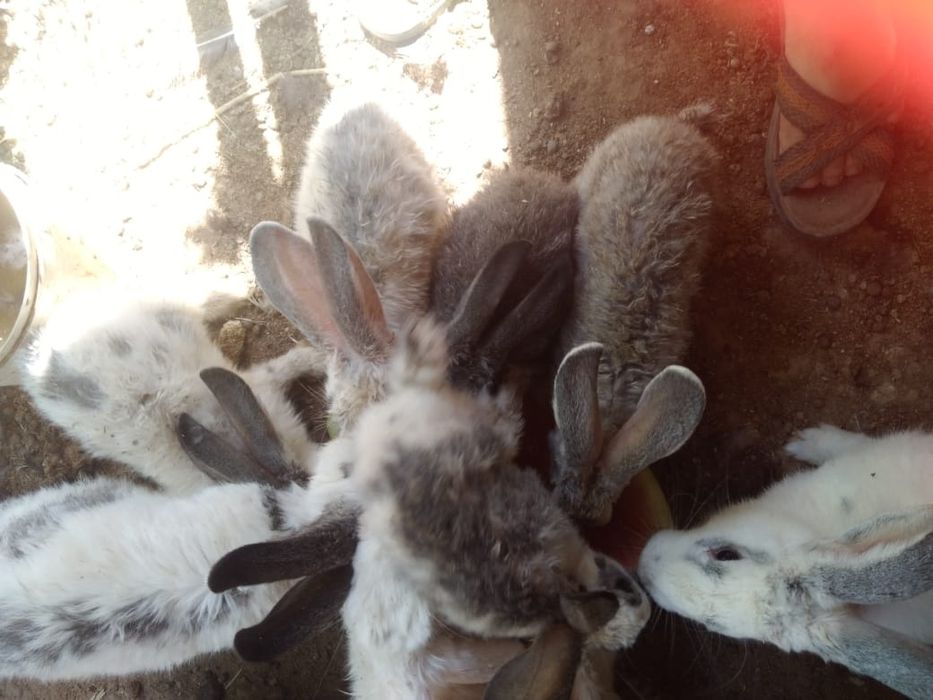 Кролики и крольчата бабочки