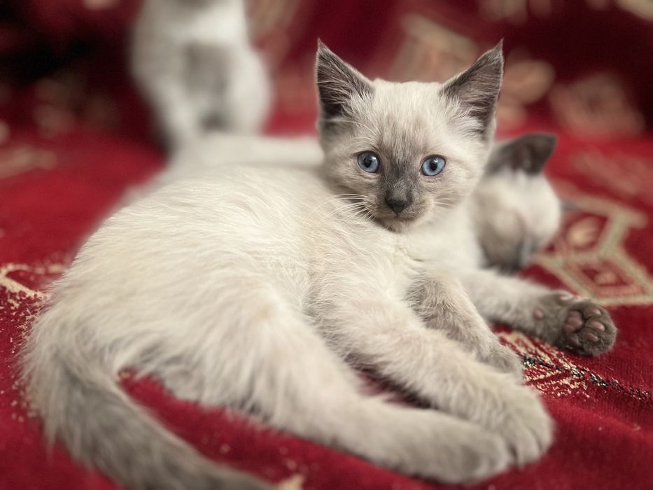 ИЩУТ ДОМ три пушистика.