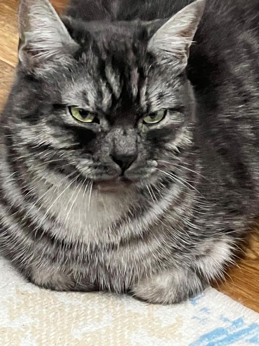 Отдадим в добрые руки, хорошего кота