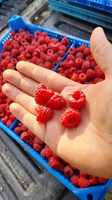 Продавам Расад малини и ягоди!