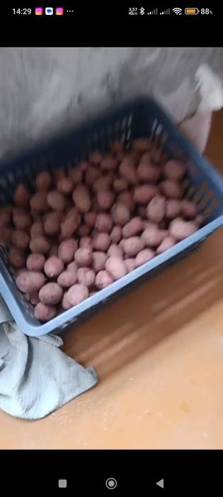 Картофель семенной, розовый