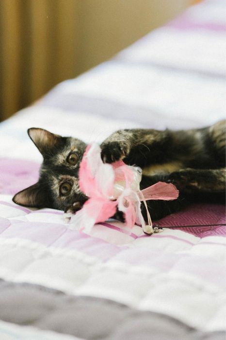 Котенок девочка ищет дом