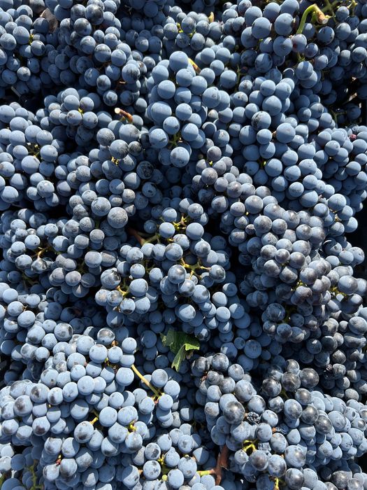 Vând Struguri Cabernet Sauvignon