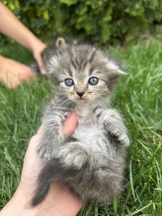 Продам шотландских котят