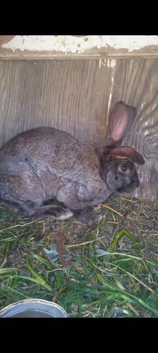 Кролики  двух месячные