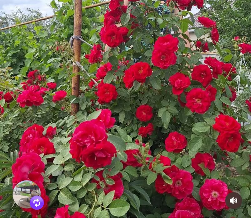 Продам саженцы роз