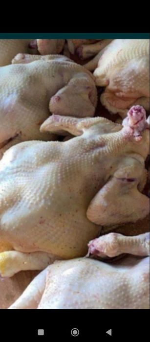 Цыплята бройлер оптом и в розницу