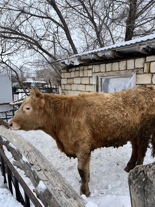 Өгіздер сатылады