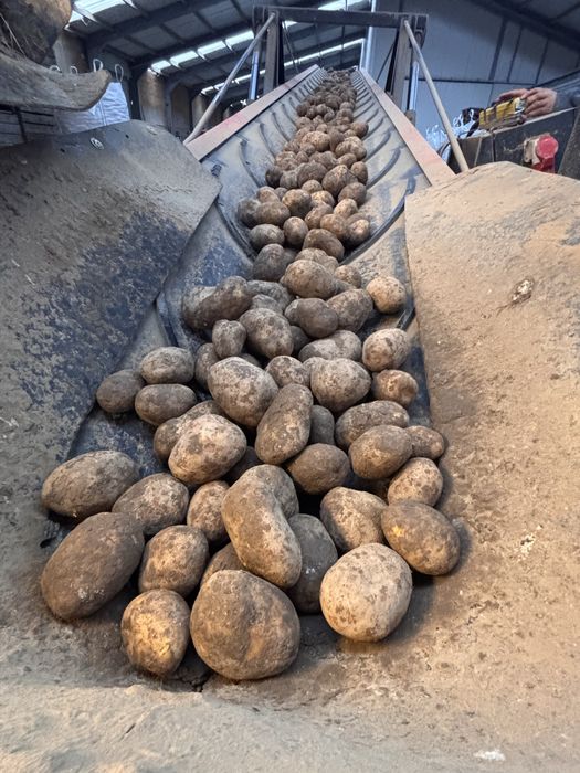 Cartofi Premium import Franta | Belgia | Olanda si Germania