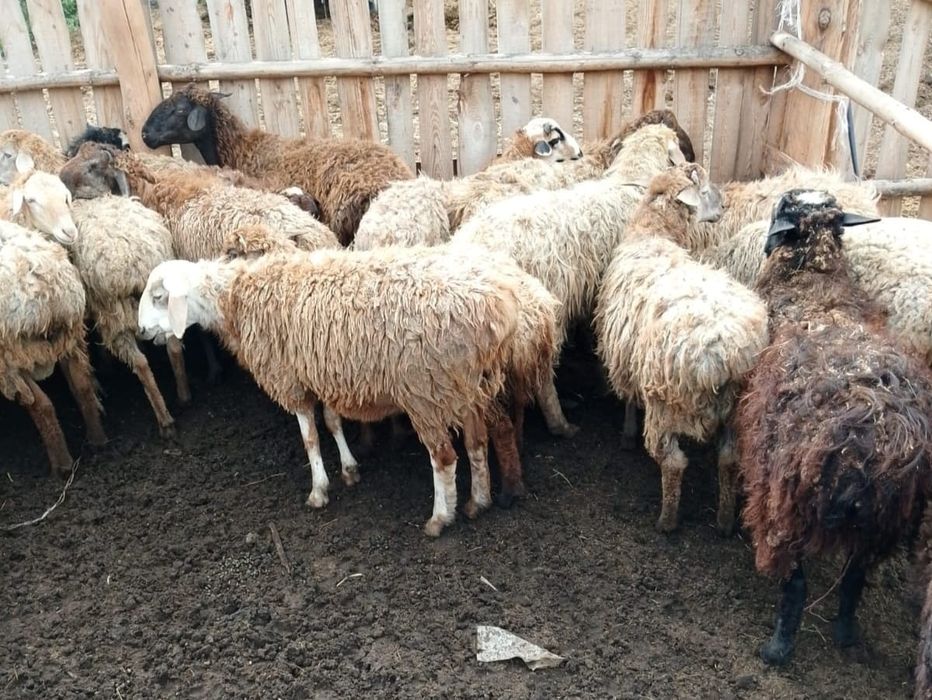 Продам 40 голов кошкаров