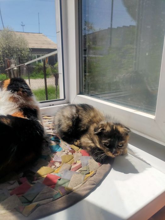 Котенок шотландский вислоухий