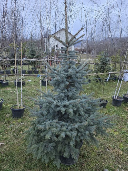 Brad argintiu și verde