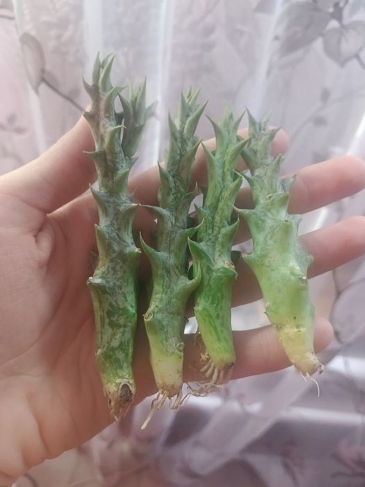 Продам редкий кактус