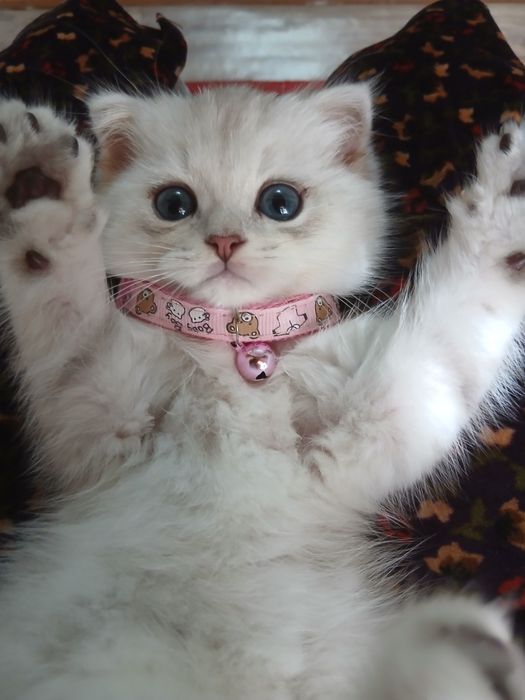 Котенок, серебристая шеншилла, 4 мес