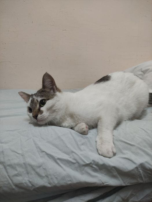 Кошечка в хорошие руки