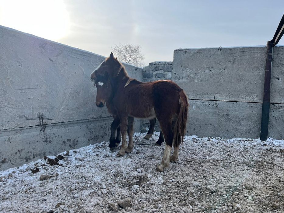 Продам или обменяю двух жеребцов тяжев!