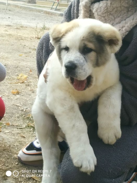 Шенок Алабая чистокровный