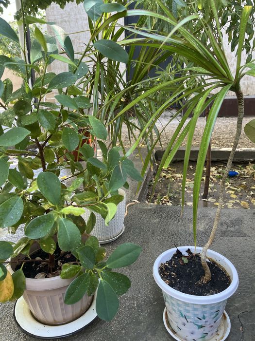 Продается комнатные растения