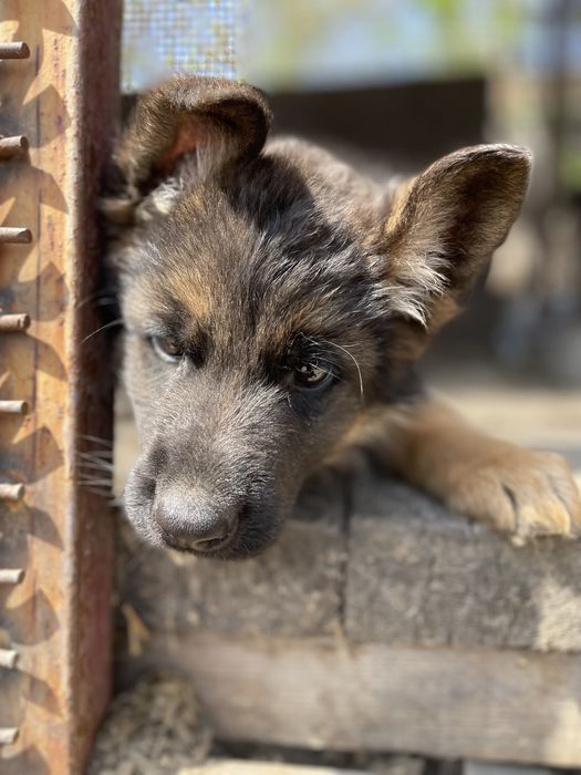 Щенки немецкой овчарки