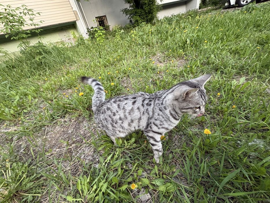 Коасивый котик мышелов