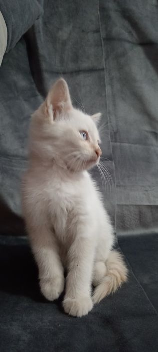 Ласковый котик, ждёт добрые ручки.