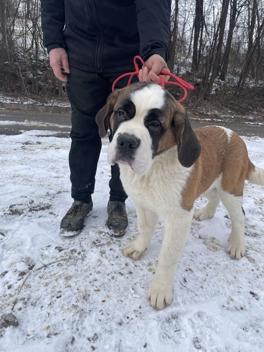 Femela Saint Bernard cu pedigree - par scurt