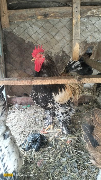 Брама хуроз сотилади