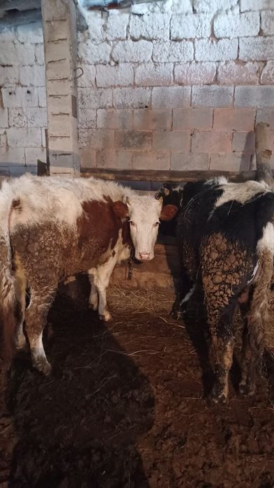 Продам 4 молодняка