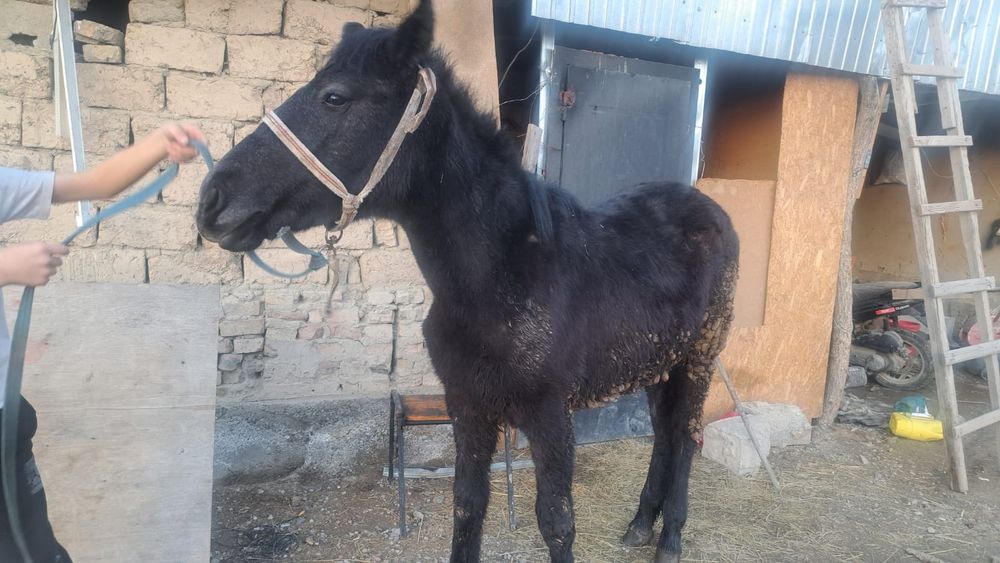 Баитал сатлады срочна