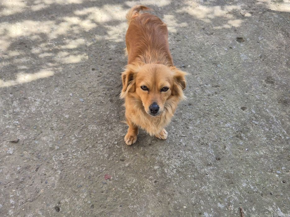 Catelus 2 luni pechinez