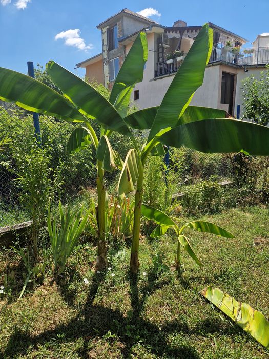 Бананова палма-200см+студоустойчива