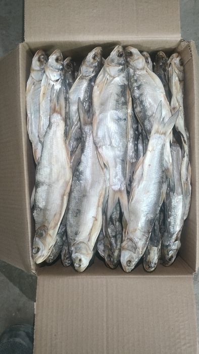 Рыба Жерих жерих