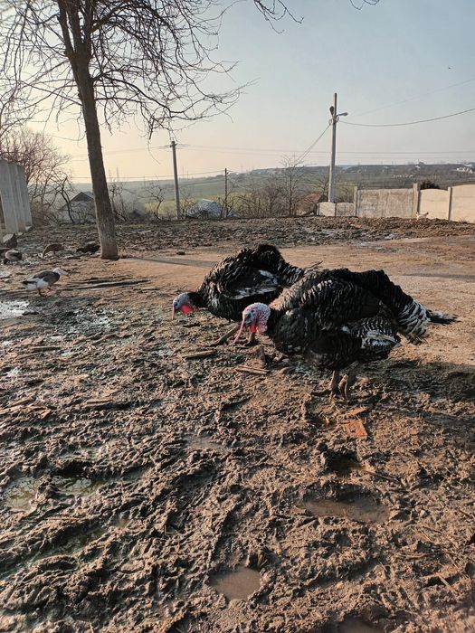 2 curcani de vânzare