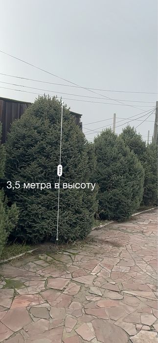 Тяньшаньская ель 6 метров в высоту