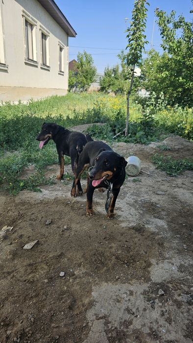 Ягдтерьер 2шт 1 месяц 30000 тн