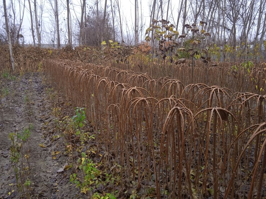 Зонтик тут кучатлари