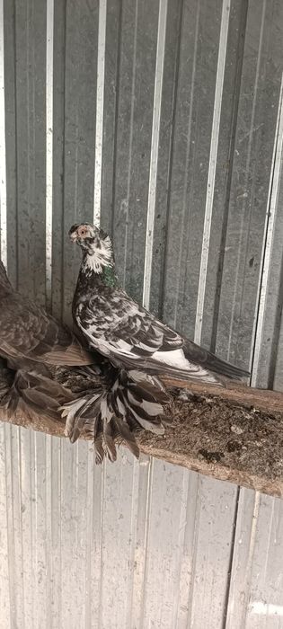 Продам голубей...