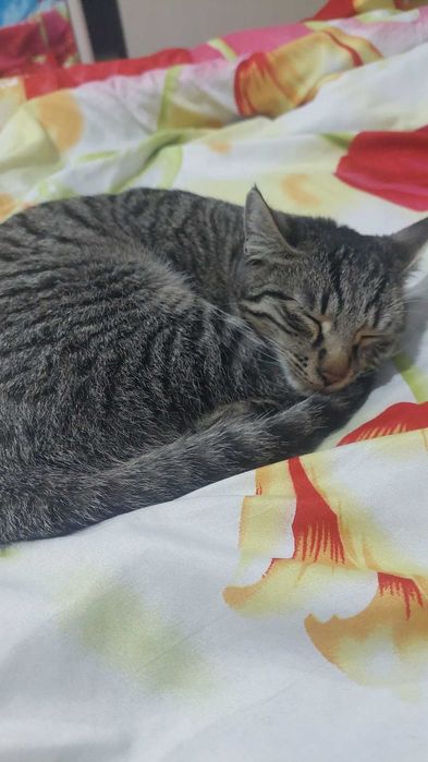 Bepul mushuk hadya qilaman