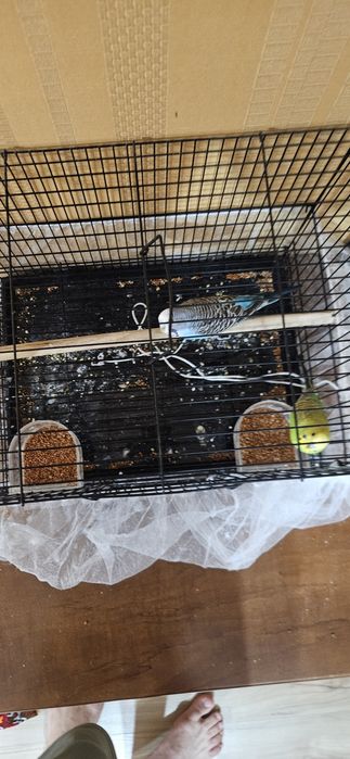 Продаются попугаи