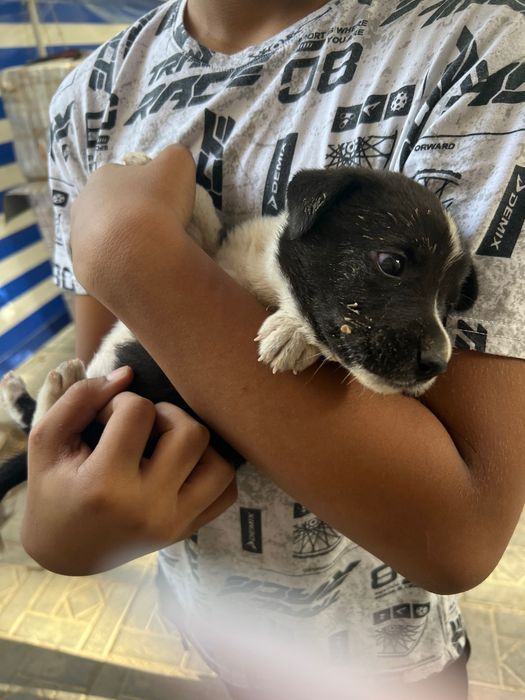 Собачки щенки маленькие