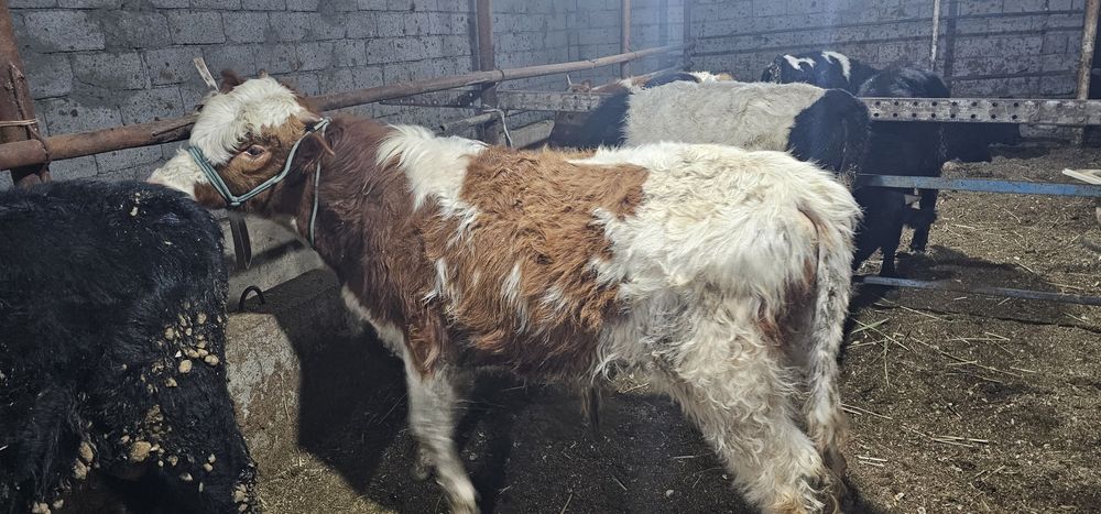 Симменталь пародалы  өгіз сатылады