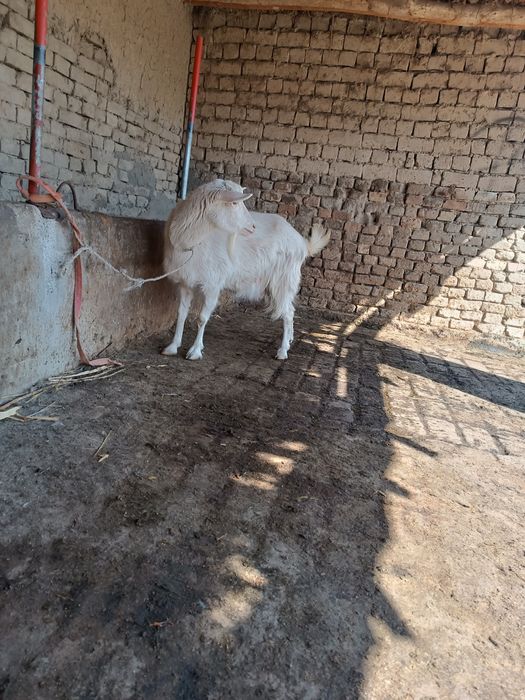 Ечки яхши порода