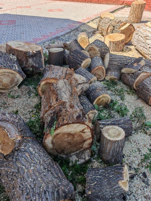 Ағаш шөркелер кесілген сатылады