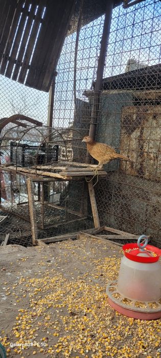 Doua perechi de fazani