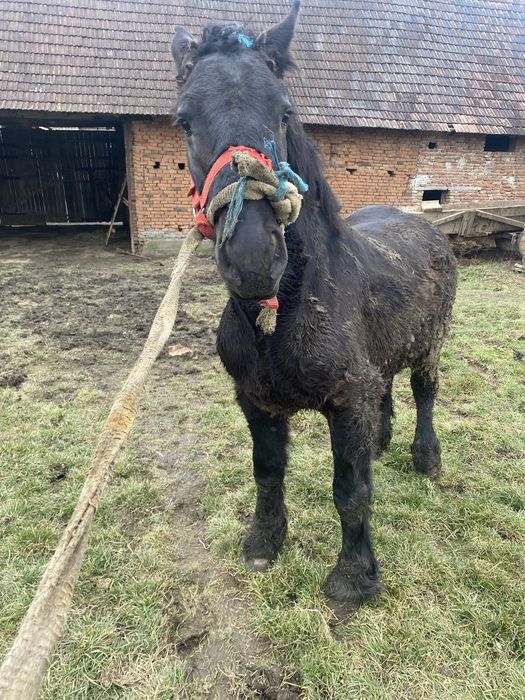 Schimb, manji ardenezi  cu manza grea /iapa