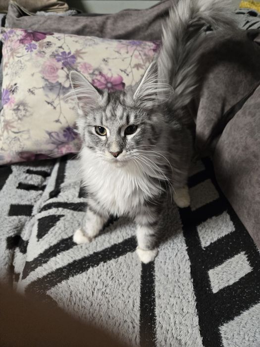 Мейн кун, Maine Coon, котета