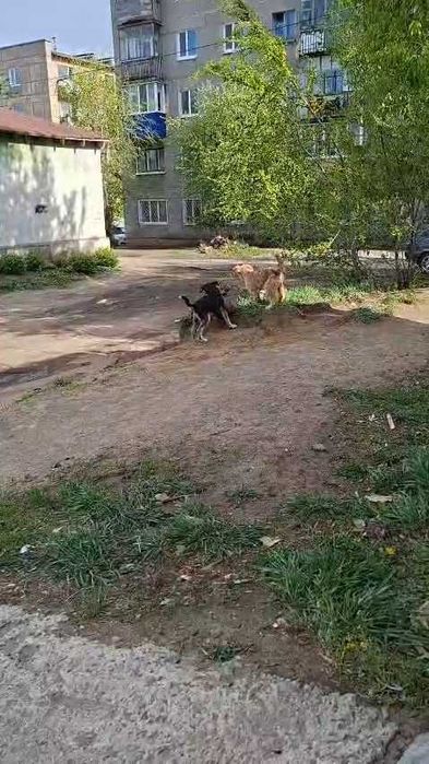 Щенки в добрые руки. Срочно!