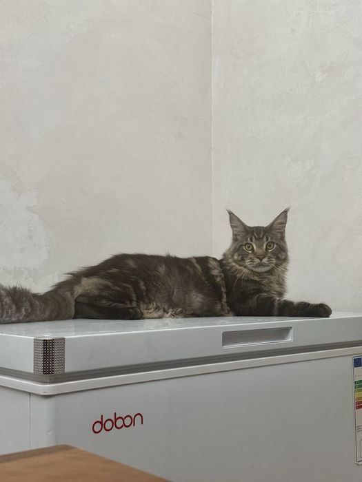 Мейнкун кот молодой