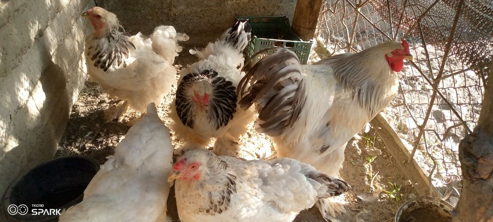 Brama tovuq va xoʻroz sotiladi